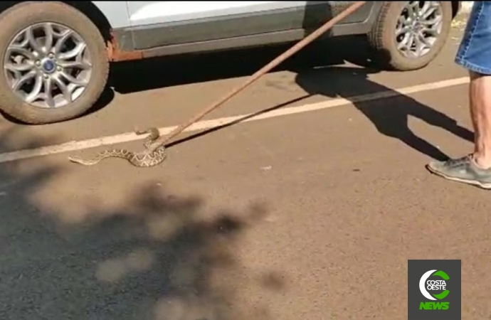 Cobra é encontrada dentro de motor de carro em Missal; vídeo