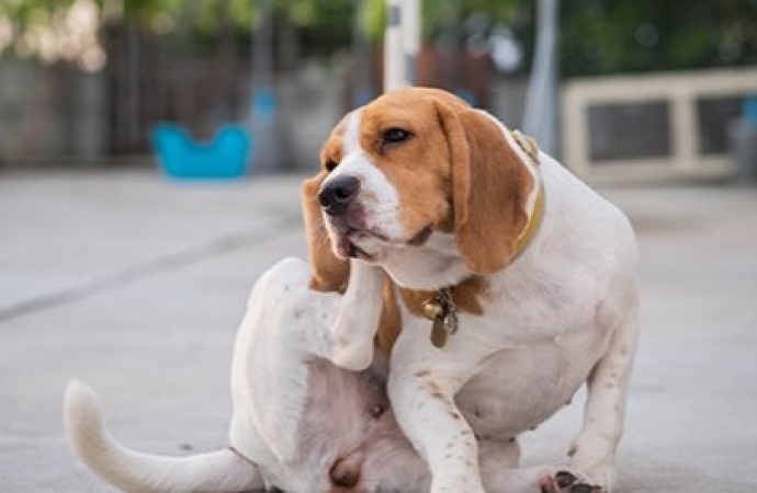 Coceira em cães: seu cão se coça mais do que o normal?