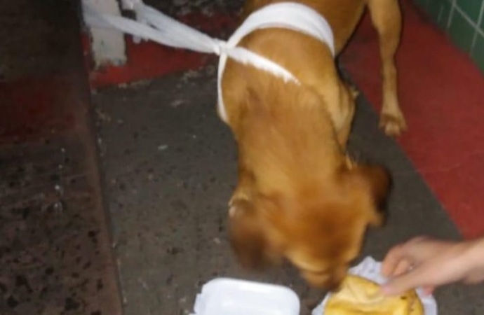 Colaborador do Hospital acolhe cãozinho que seguiu dono atropelado