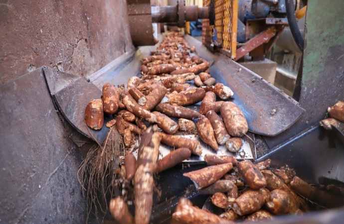 Colheita de mandioca acelera e reduz ociosidade da indústria de fécula e farinha
