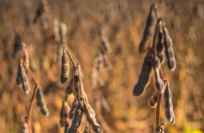 Colheita de soja atinge mais de 50% de área plantada no Paraná