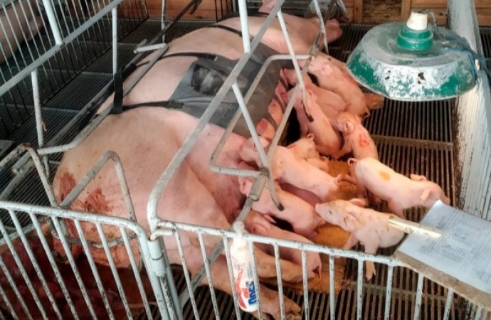 Com apoio do Anjo Inovador, startup paranaense desenvolve cinta massageadora para suinocultura