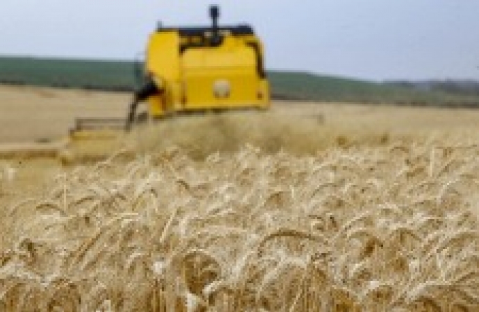 Com safra recorde de trigo, Paraná mantém ritmo de venda aos mercados interno e externo