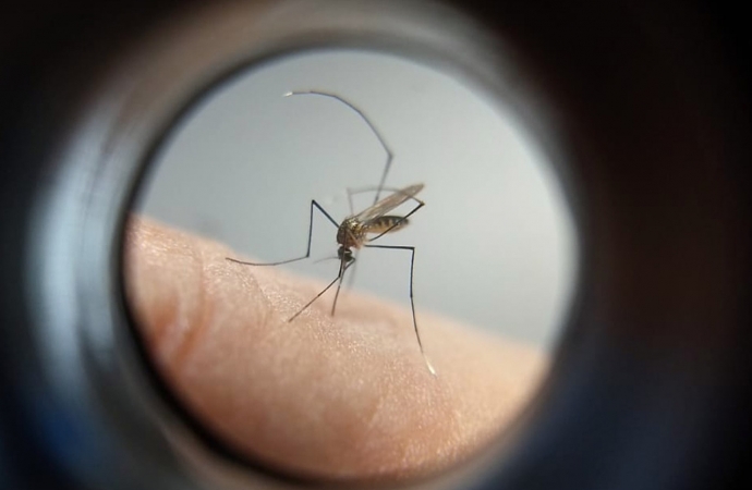 Com surto de chikungunya no Paraguai, Saúde emite alerta para casos da doença no Paraná