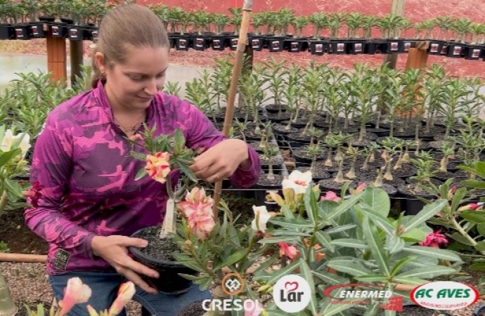 Como a rosa do deserto mudou a vida de Vanessa e se tornou um fenômeno no mercado de flores