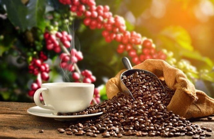 Conab aponta crescimento de 8,2% na safra de café em 2023, estimada em 55,1 milhões de sacas