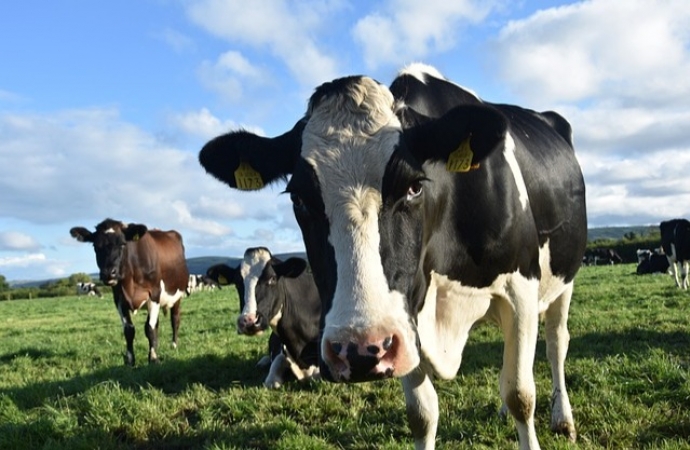 Conab estima produção de carnes acima de 31 milhões de toneladas em 2024 e atinge novo recorde na série histórica