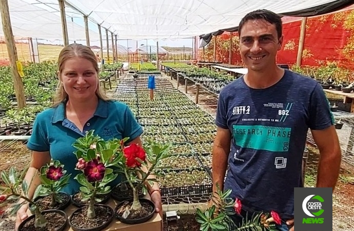 Conheça a produção de rosas do deserto que iniciou como terapia e hoje é um negócio de 40 mil plantas