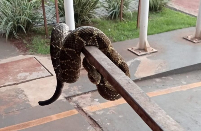 Defesa Civil captura cobra cascavel em residência no interior de Santa Helena