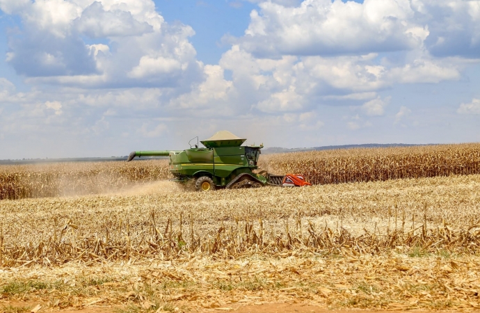 Deral aponta "perda de produtividade significativa" para o milho em muitos municípios do Paraná