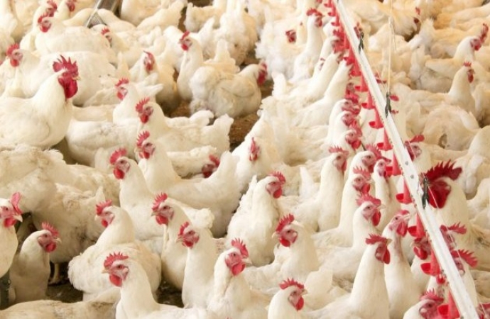 Desafios logísticos impedem que o Paraná conquiste ainda mais espaço no mercado avícola mundial