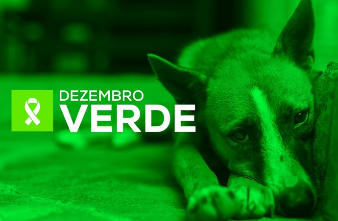 Dezembro Verde: veterinária da prefeitura de Santa Helena alerta sobre o combate ao abandono e maus-tratos aos animais