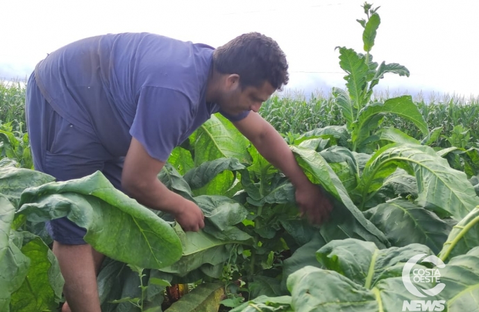 Em tempos de seca pequeno agricultor encontra no tabaco alternativa rentável