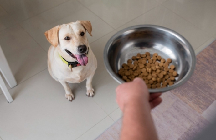 Entenda a importância da alimentação adequada para saúde do seu pet