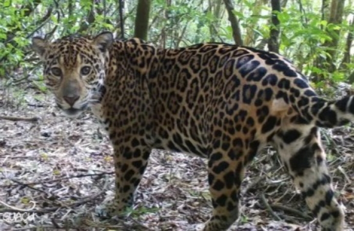 Equipe do Projeto Onças do Iguaçu confirma aparecimento de onça parda em Medianeira