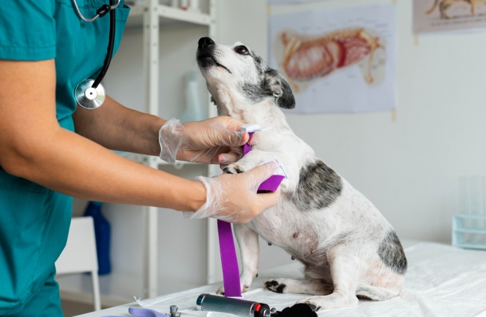 Erliquiose canina: diagnóstico precoce e prevenção são essenciais para o controle da doença