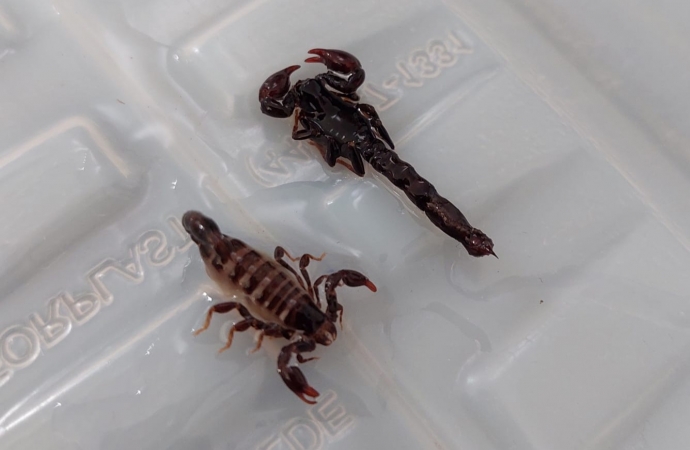 Escorpião preto encontrado em Missal não é perigoso, alerta departamento de endemias