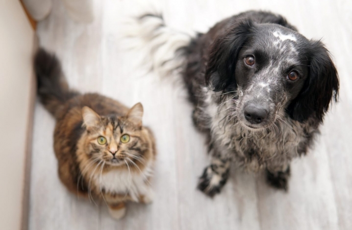 Especial Páscoa: Entenda porque os animais de estimação não podem comer chocolate