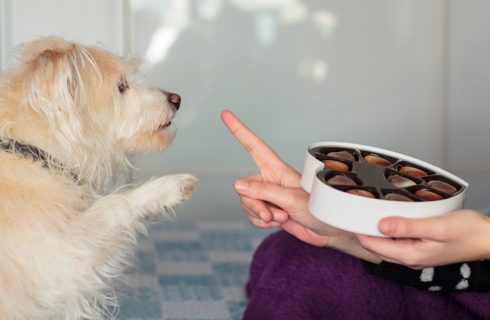 Especial Páscoa: entenda porque os animais de estimação não podem comer chocolate