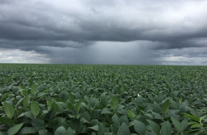 Excesso de chuva e falta de luz solar podem influenciar em produtividade menor nas lavouras de soja