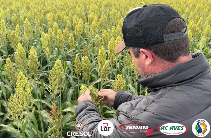 Agricultor aposta no cultivo de sorgo no lugar de milho em Santa Terezinha de Itaipu