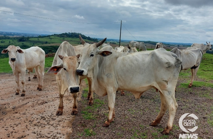 Expedição Costa Oeste: Empresário decide diversificar seus negócios com criação de gado de corte