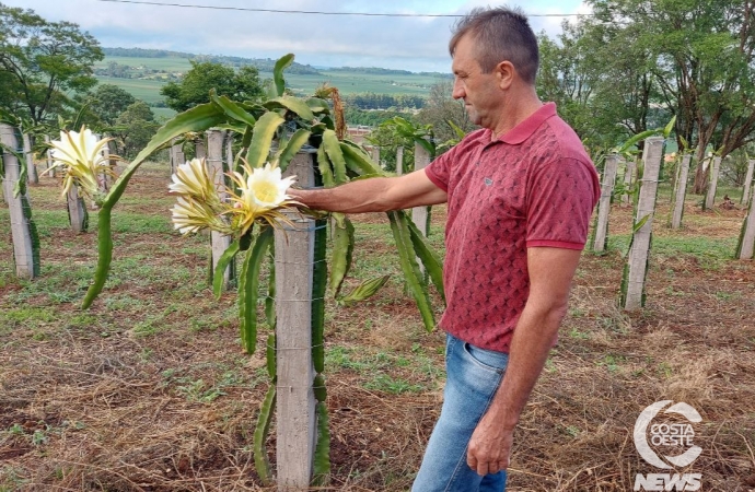 EXPEDIÇÃO COSTA OESTE: Produtor rural decide trocar  parreirais de uva por pitayas