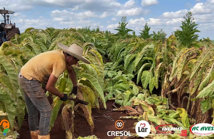 Expedição Costa Oeste: seca e crise do leite fazem pequeno agricultor voltar a cultivar fumo