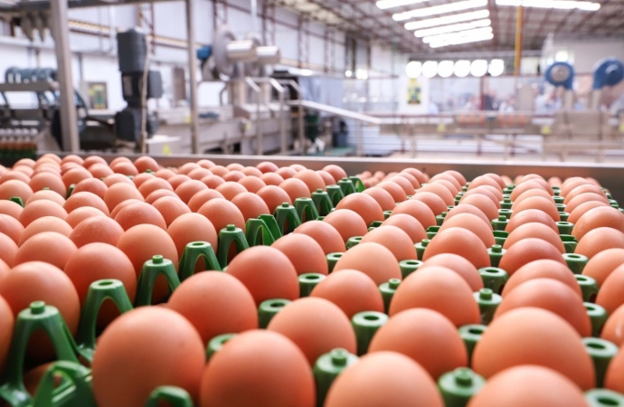 Exportação de ovos do Paraná cresce 31,8% de janeiro a setembro e chega a 47 países