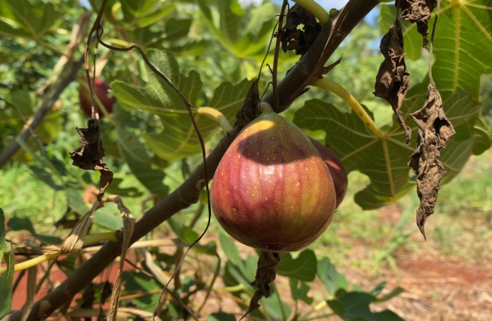 Fábrica de doces de figo