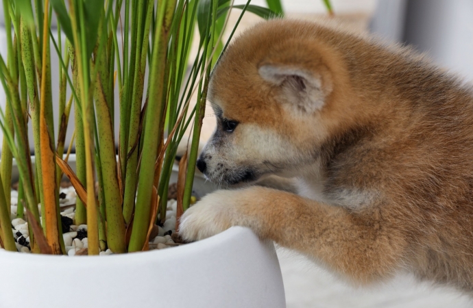 Faculdade UNIGUAÇU alerta tutores com espécies de plantas que são tóxicas para os animais