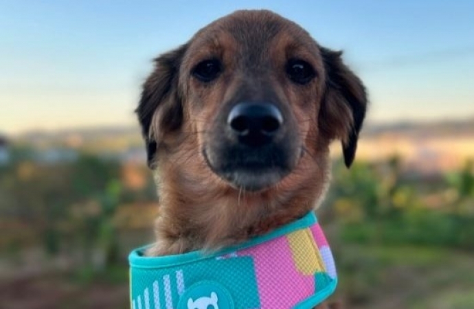 Feira de adoção animal é realizada neste sábado (20) no Hospital Veterinário UNIGUAÇU