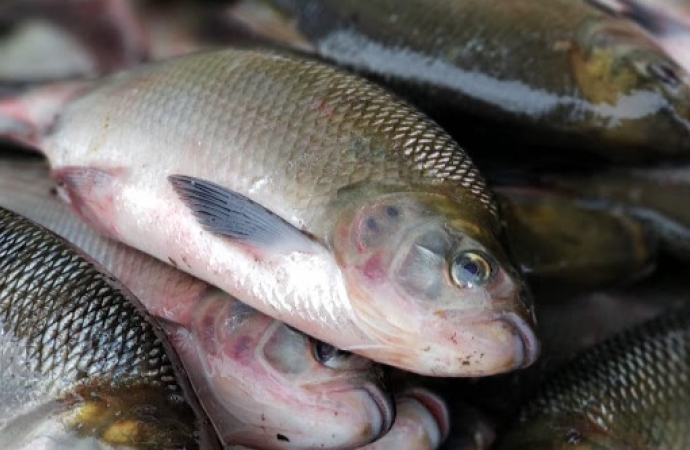 Feira do Peixe acontece hoje (01) na praça central em Santa Helena