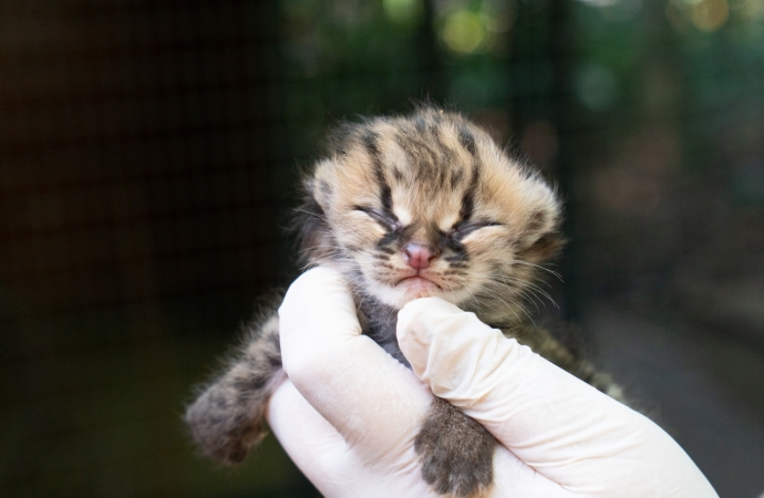 Filhote de gato-maracajá nasce na noite de Natal no Refúgio Biológico de Itaipu