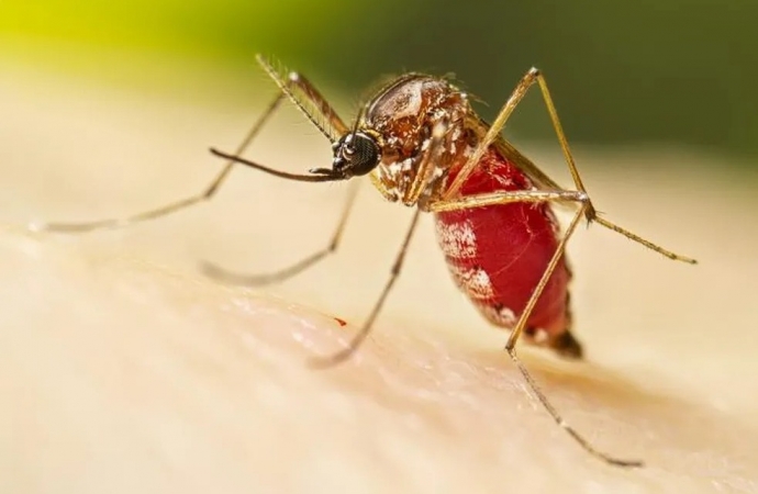 Foz do Iguaçu confirma 20ª morte por dengue em 2023, de acordo com Vigilância Epidemiológica