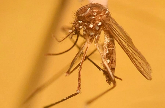 Foz do Iguaçu e Londrina são selecionadas para teste de novo método contra a dengue