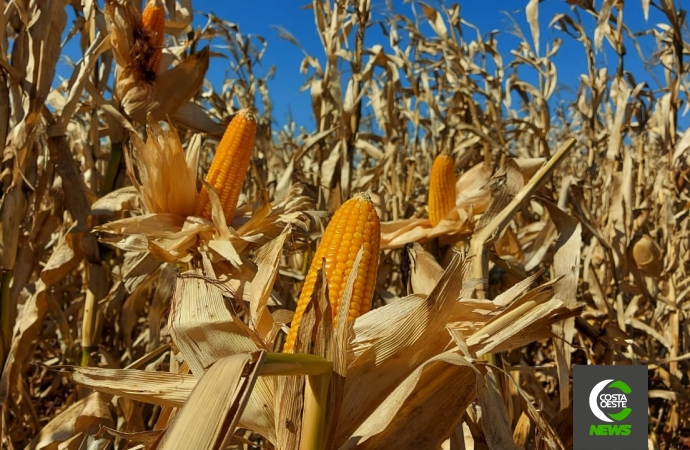 Frio tem atrapalhado, mas agricultores não param e colheita do milho safrinha segue avançando no oeste paranaense