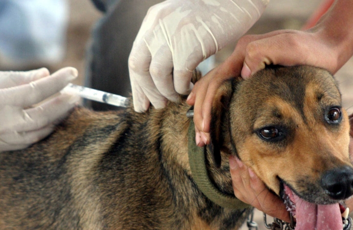 Guaíra realiza vacinação antirrábica para cães e gatos