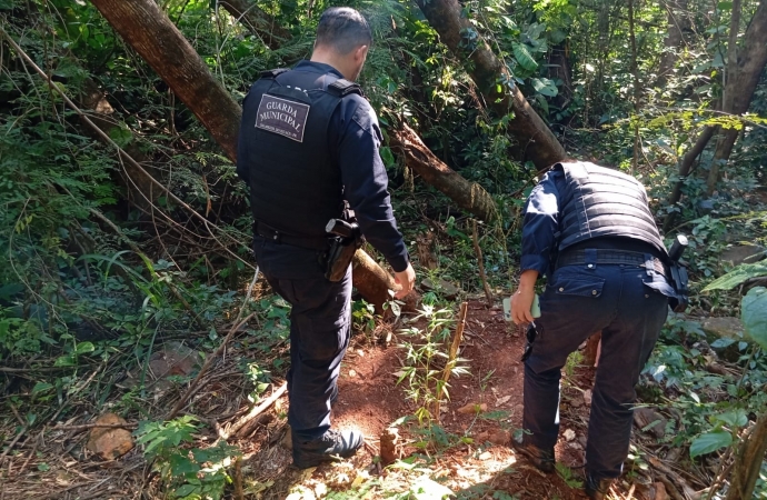 Guarda Municipal apreende pés de maconha encontrados às margens da PR-497 em São Miguel do Iguaçu