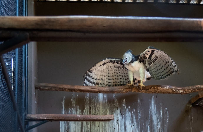 Harpia do Refúgio Biológico da Itaipu ganha nova casa em zoológico de Goiânia