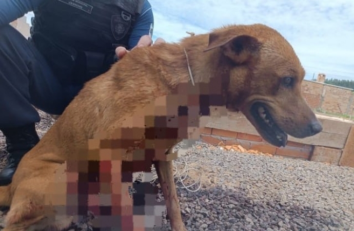 Homem é preso após esfaquear e tentar enterrar cachorro no PR