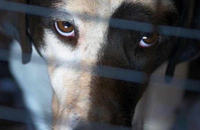 Homem é preso por maus-tratos à animais em Itaipulândia