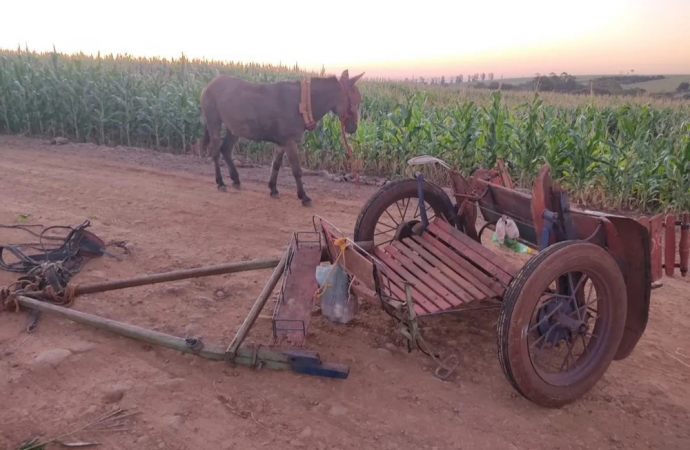 Homem em charrete puxada por burro morre atropelado por caminhão, em Cascavel