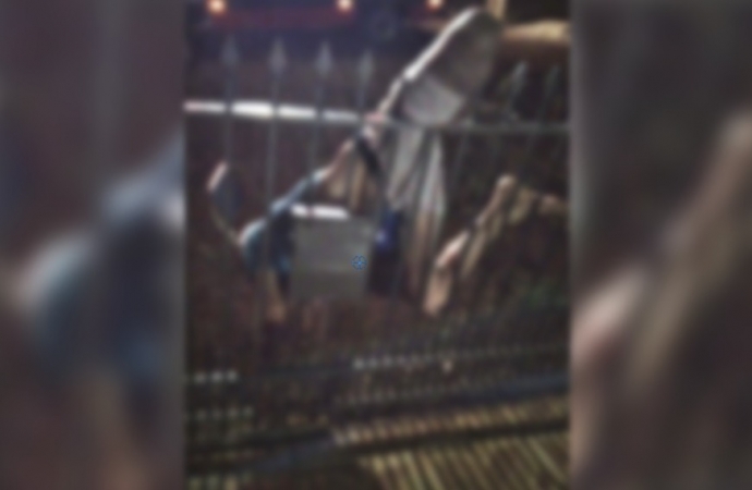 Homem tenta assalto em casa de idosa e acaba “empalado” no portão, em Céu Azul
