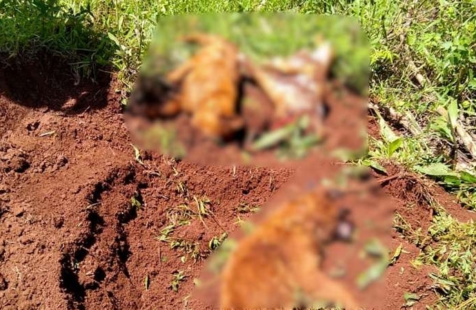 Idoso é preso em flagrante após matar e enterrar cachorros em Cascavel