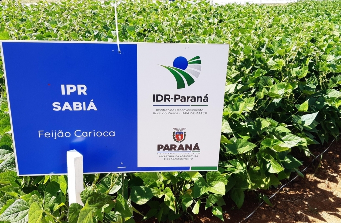 IDR-PR é responsável por duas das cultivares de feijão mais comercializadas no Brasil