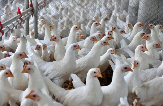 Influenza aviária ameaça exportação Brasileira