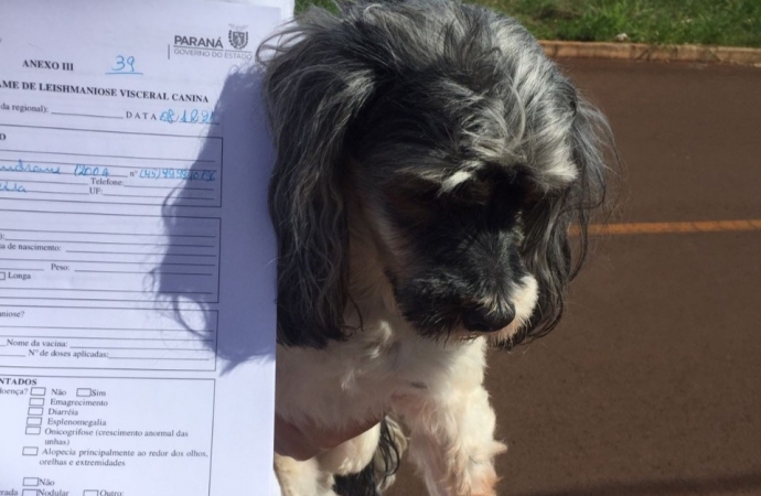 Iniciou na quarta-feira a pesquisa de campo por amostragem de leishmaniose visceral canina em Medianeira