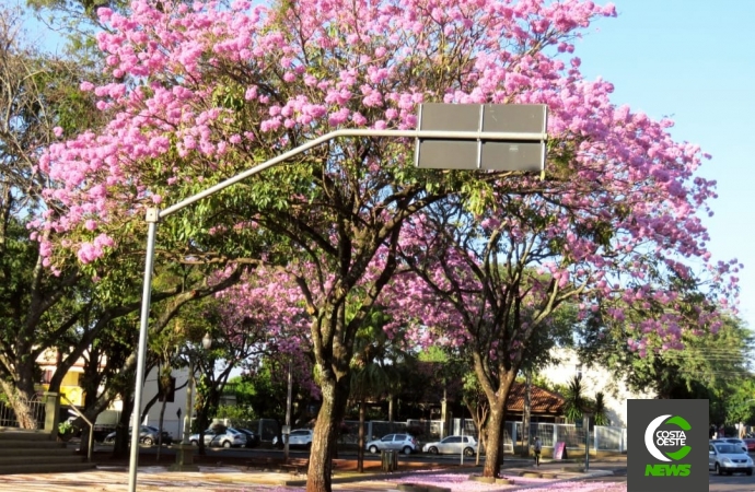 Ipês-rosa embelezam ruas e avenidas de Santa Helena e anunciam a chegada do inverno
