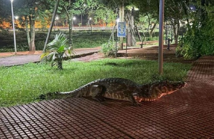 Jacaré sai para passeio de Natal em Ciudad del Este